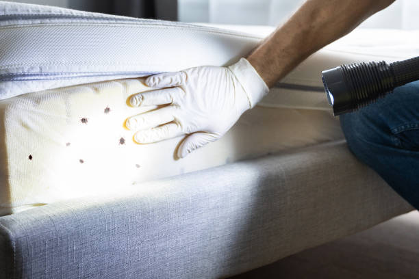 Best Termite Control Services  in Pines Lake, NJ