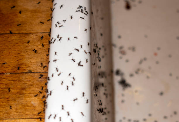 Best Pest Prevention Services  in Pines Lake, NJ
